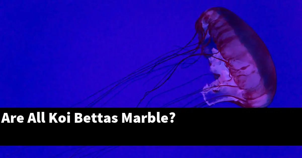 Are All Koi Bettas Marble?
