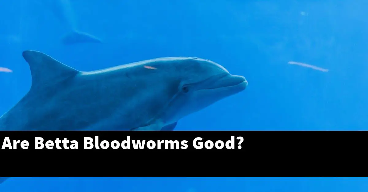 Are Betta Bloodworms Good?