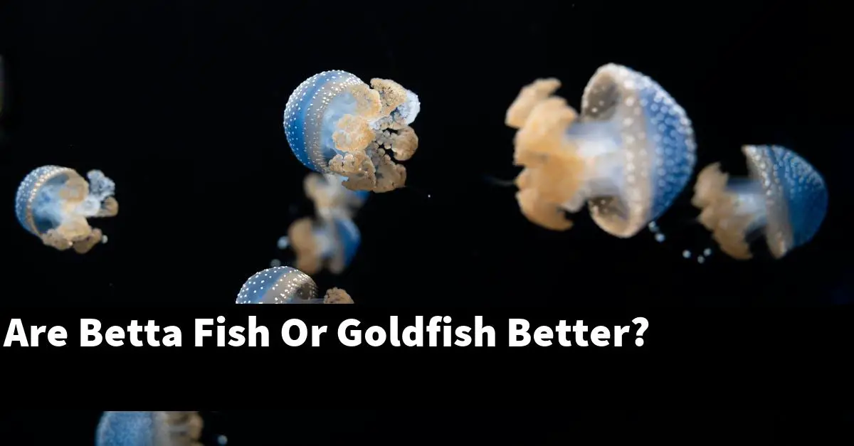 Are Betta Fish Or Goldfish Better?