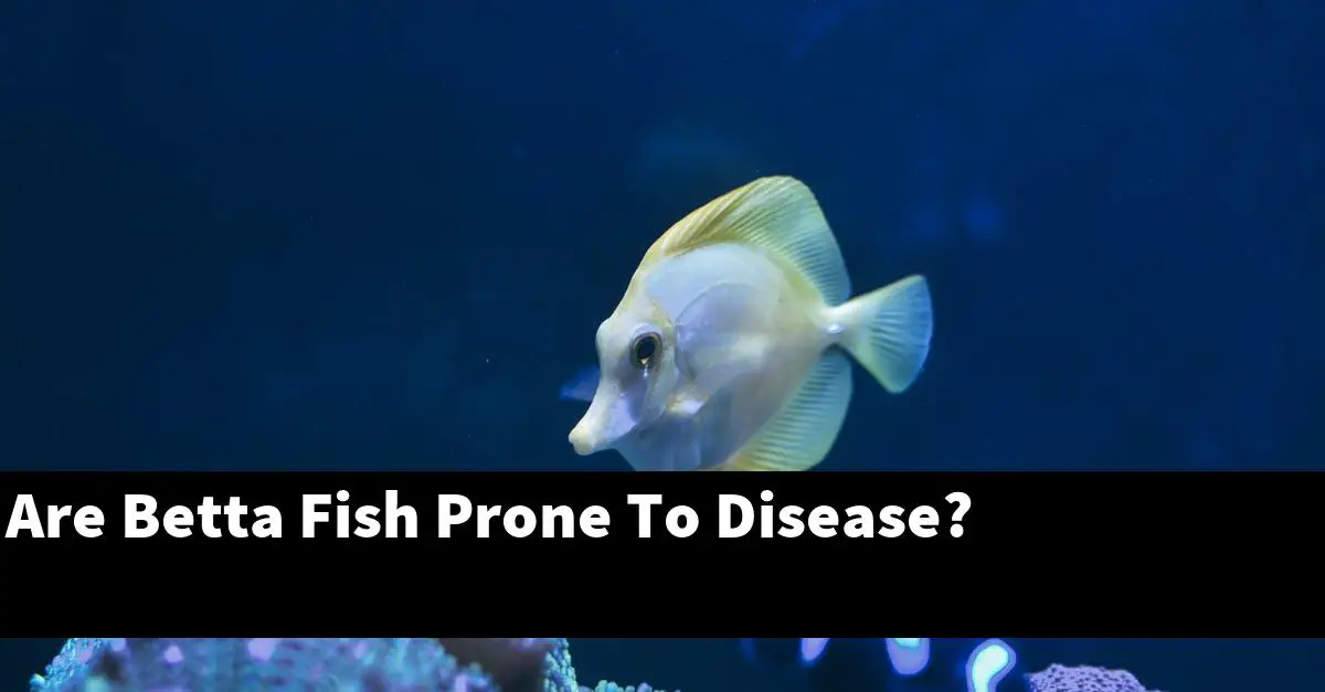 Are Betta Fish Prone To Disease?