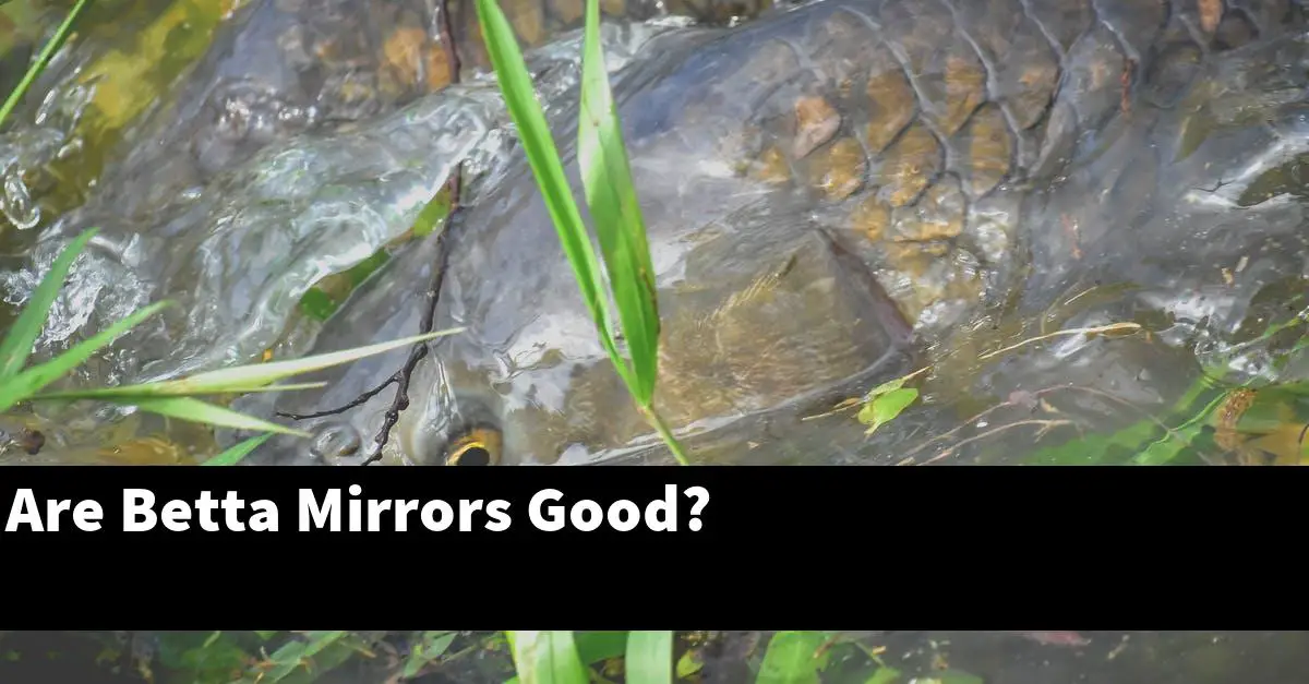 Are Betta Mirrors Good?