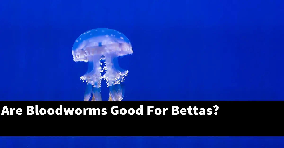 Are Bloodworms Good For Bettas?