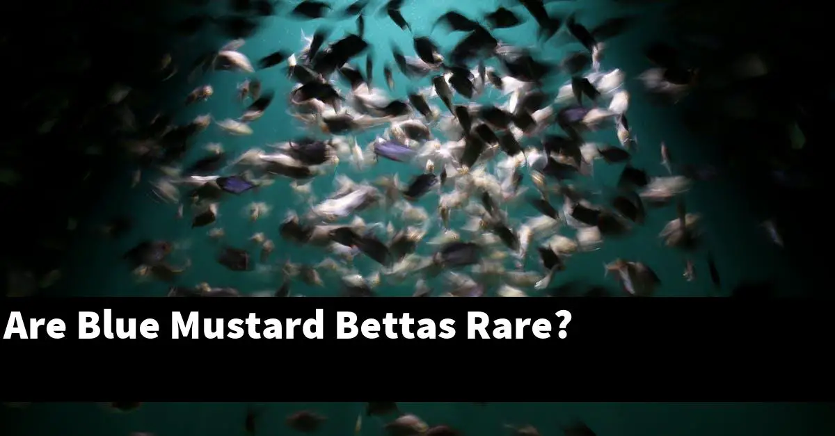Are Blue Mustard Bettas Rare?