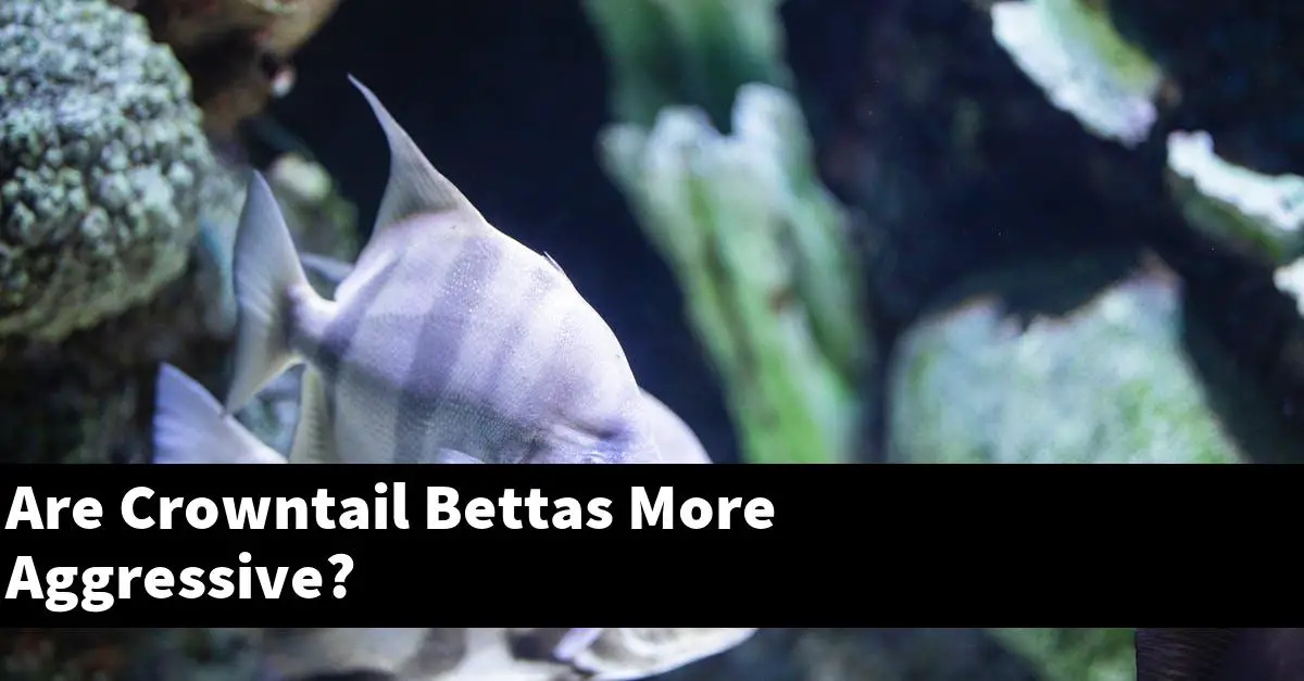 Are Crowntail Bettas More Aggressive?
