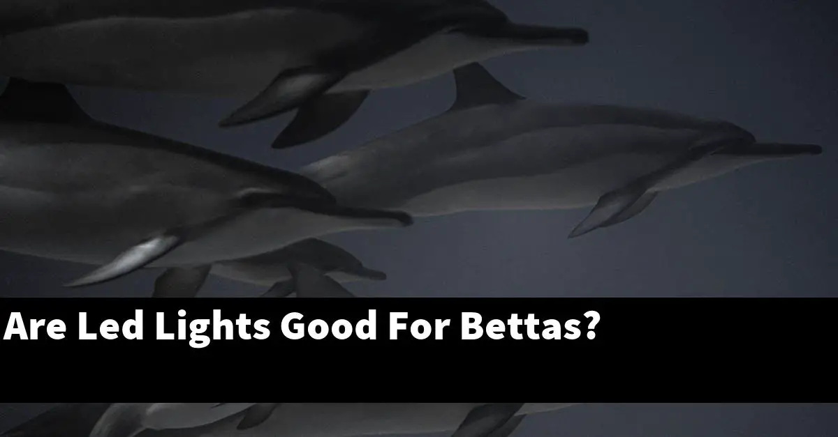 Are Led Lights Good For Bettas?