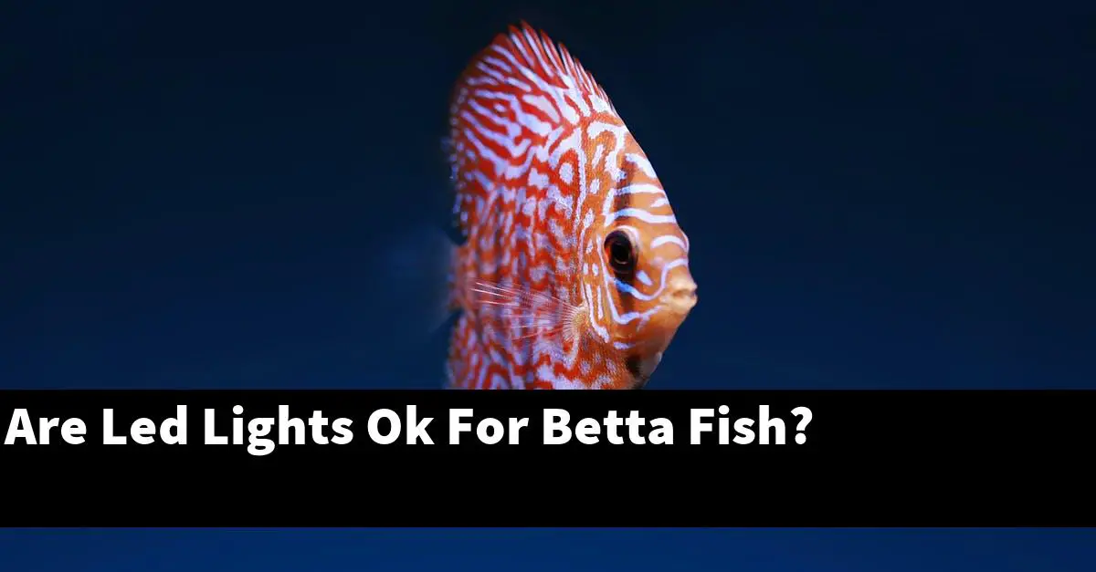 Are Led Lights Ok For Betta Fish?