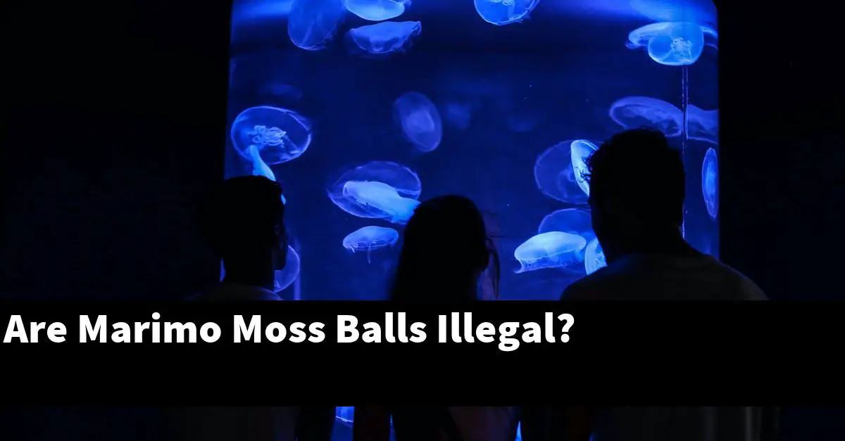 Are Marimo Moss Balls Illegal?