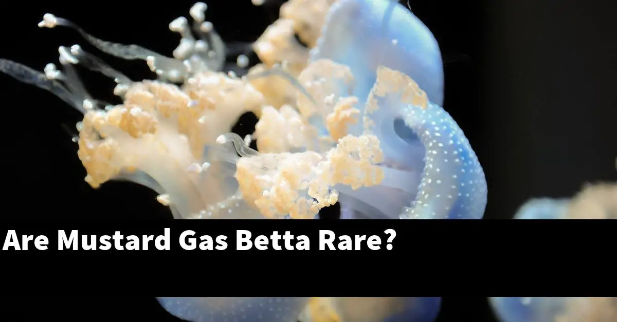 Are Mustard Gas Betta Rare?