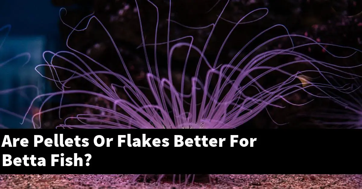 Are Pellets Or Flakes Better For Betta Fish?