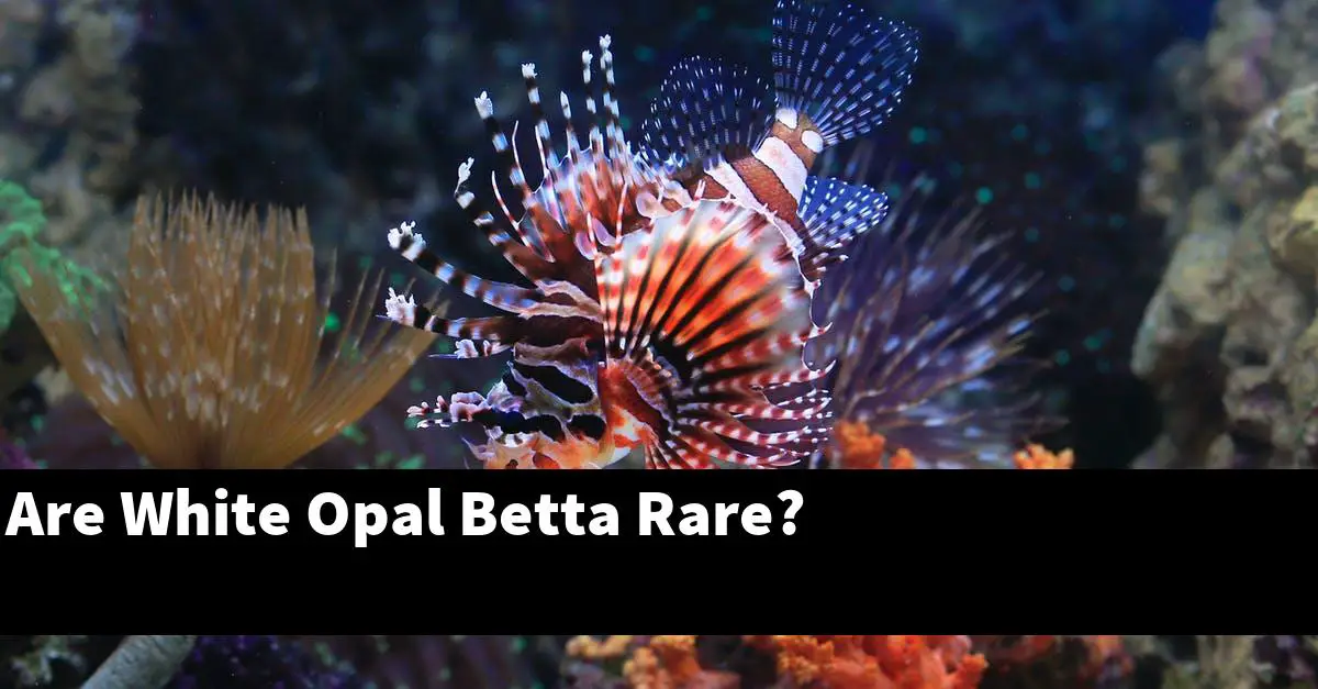 Are White Opal Betta Rare?