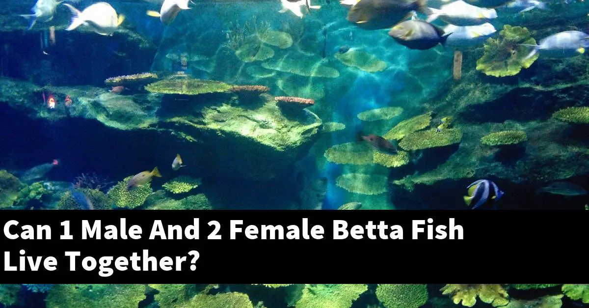 Can 1 Male And 2 Female Betta Fish Live Together?