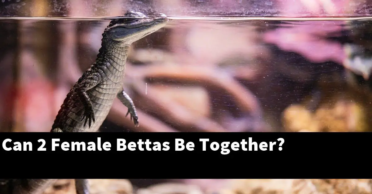 Can 2 Female Bettas Be Together?