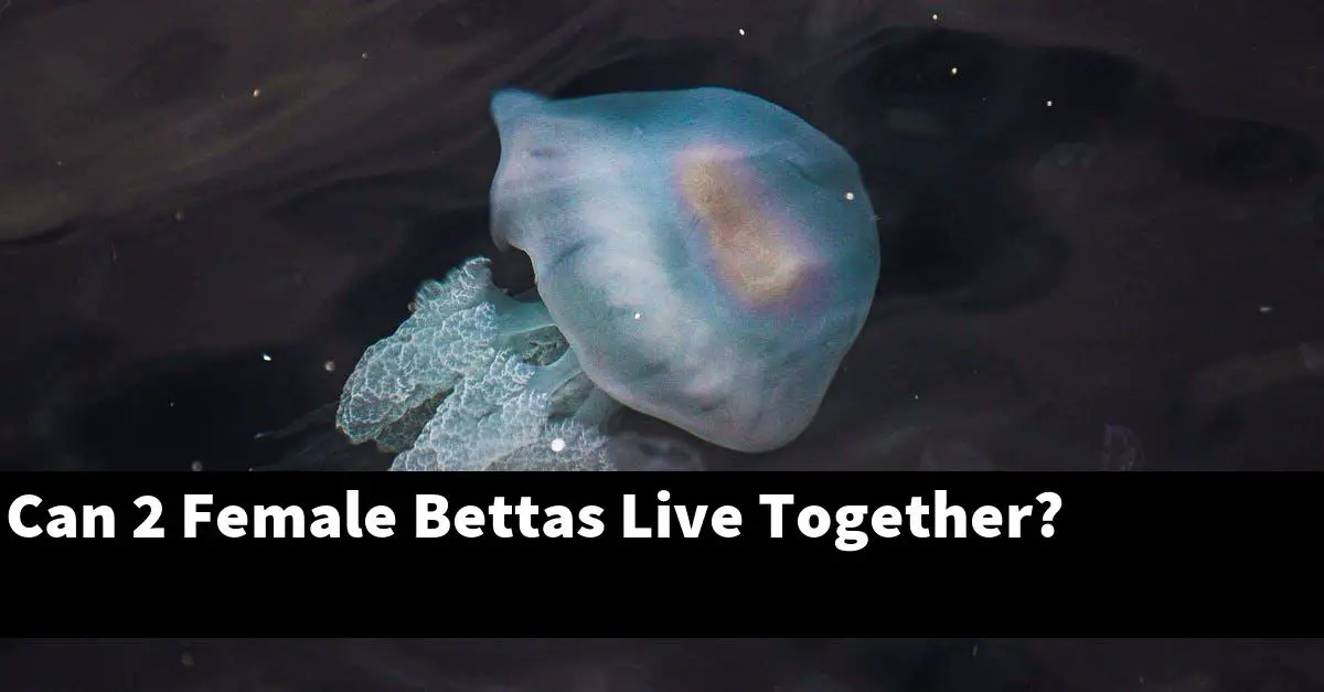 Can 2 Female Bettas Live Together?
