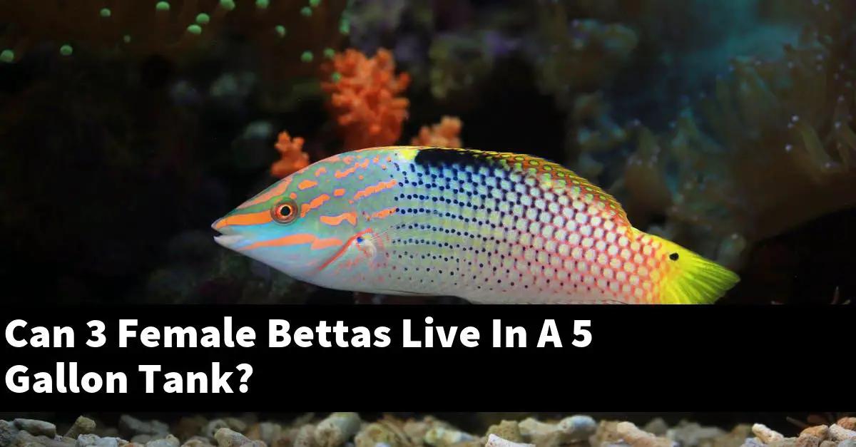 Can 3 Female Bettas Live In A 5 Gallon Tank?