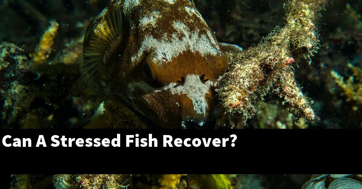 Can A Stressed Fish Recover?