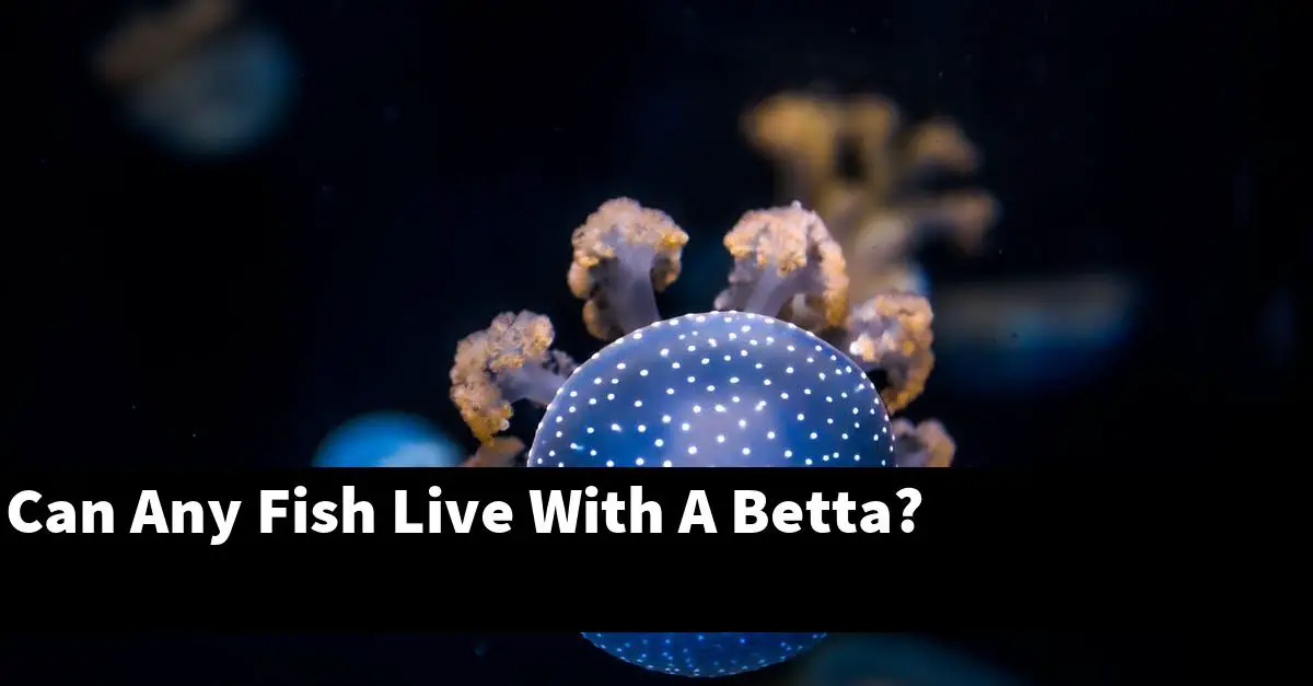 Can Any Fish Live With A Betta?