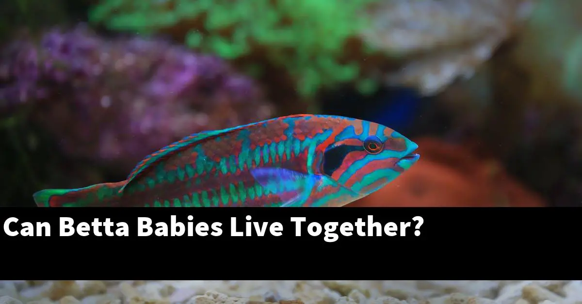 Can Betta Babies Live Together?