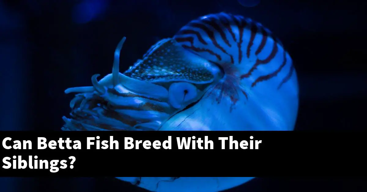 Can Betta Fish Breed With Their Siblings?