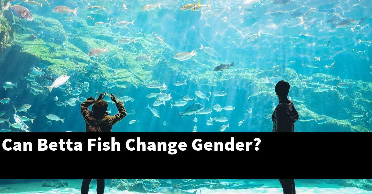 Can Betta Fish Change Gender?