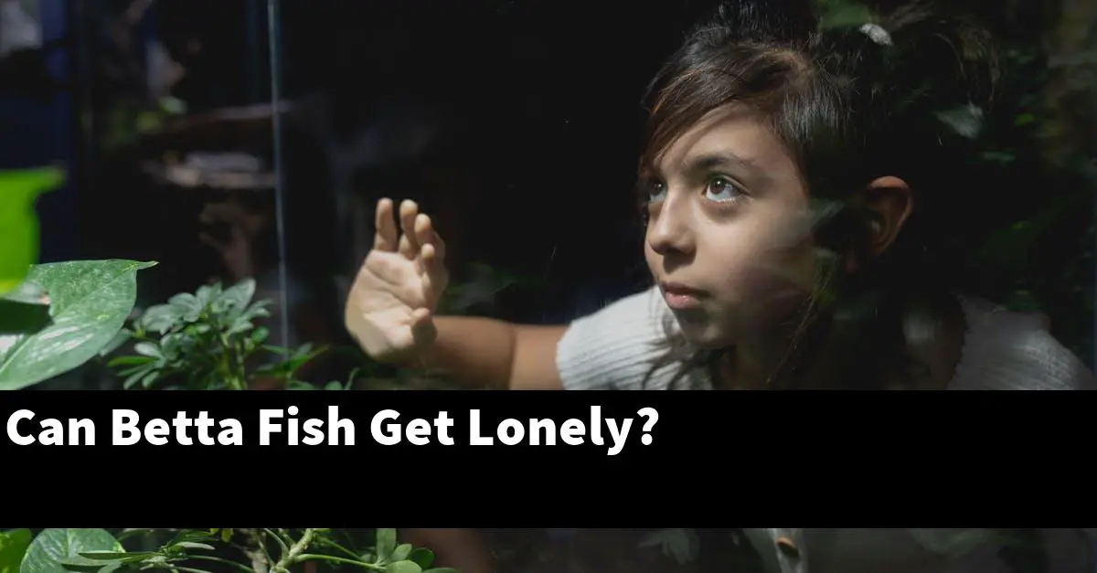 Can Betta Fish Get Lonely?