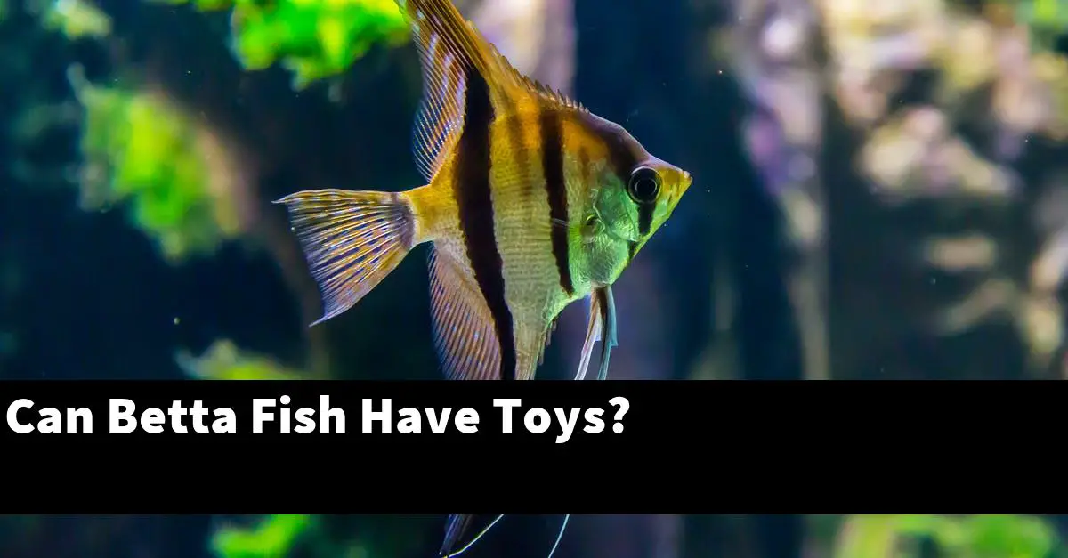 Can Betta Fish Have Toys?