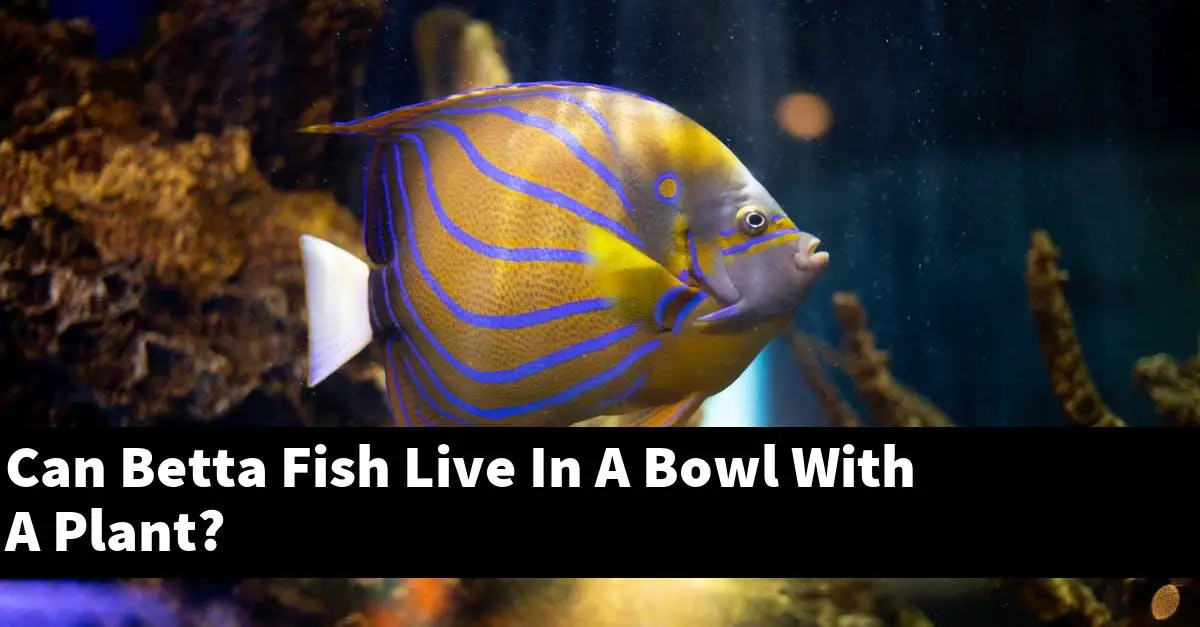 Can Betta Fish Live In A Bowl With A Plant?