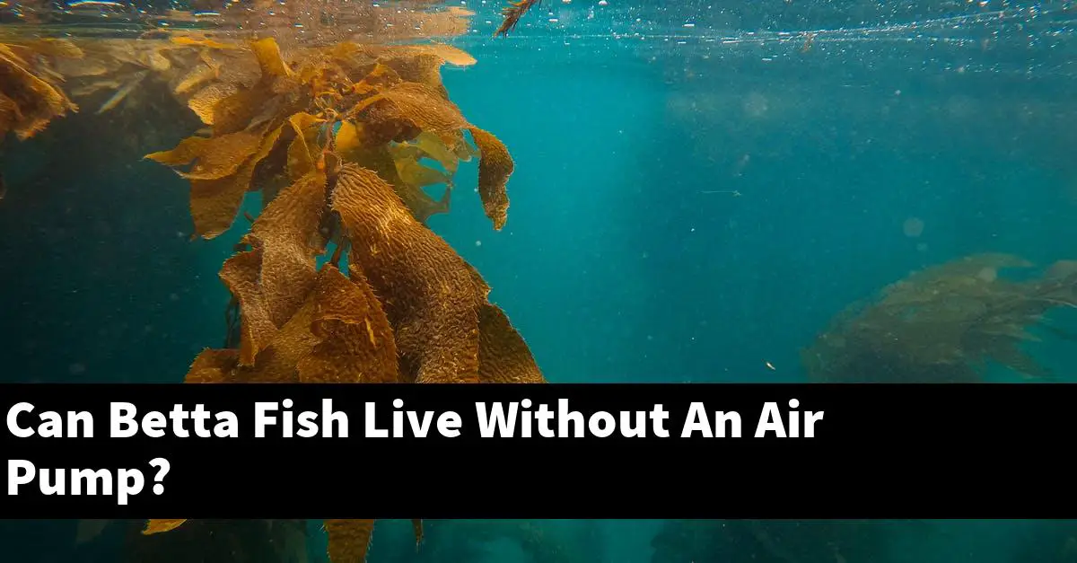 Can Betta Fish Live Without An Air Pump?