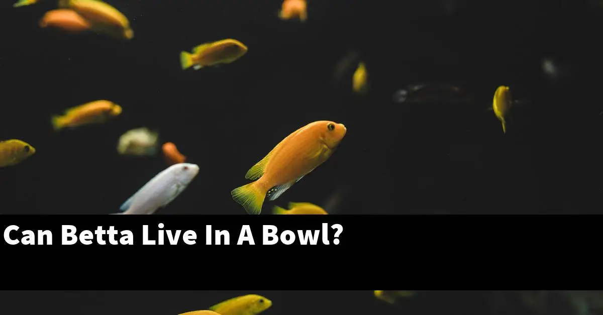 Can Betta Live In A Bowl?