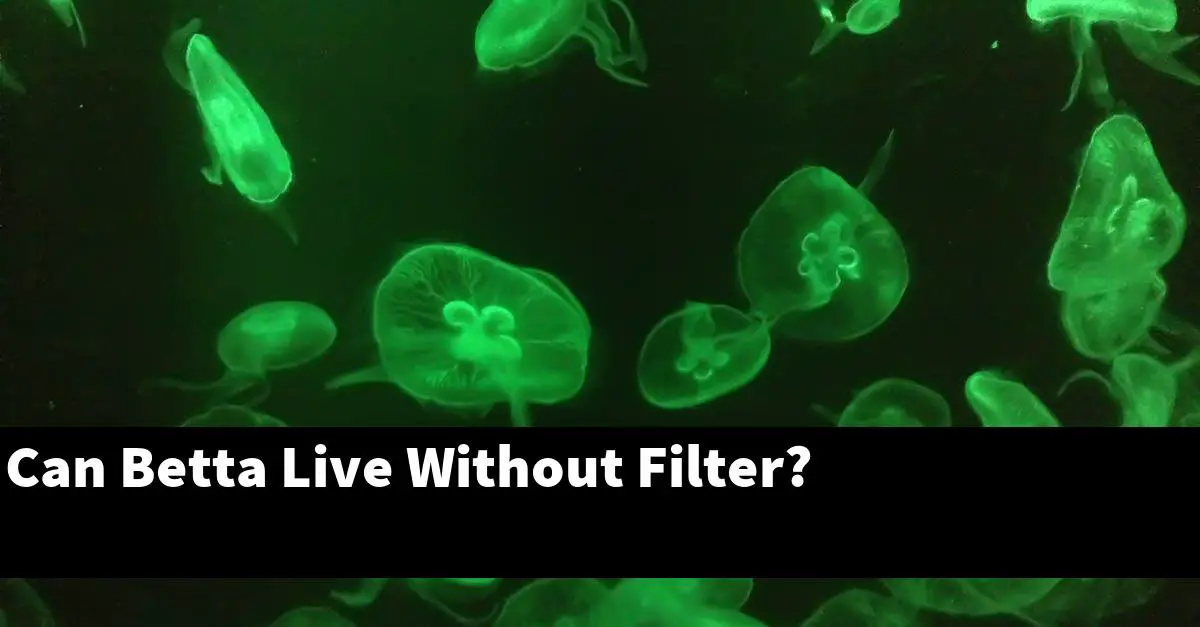 Can Betta Live Without Filter?