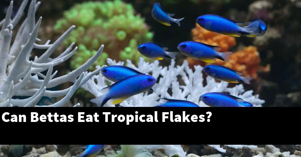 Can Bettas Eat Tropical Flakes?