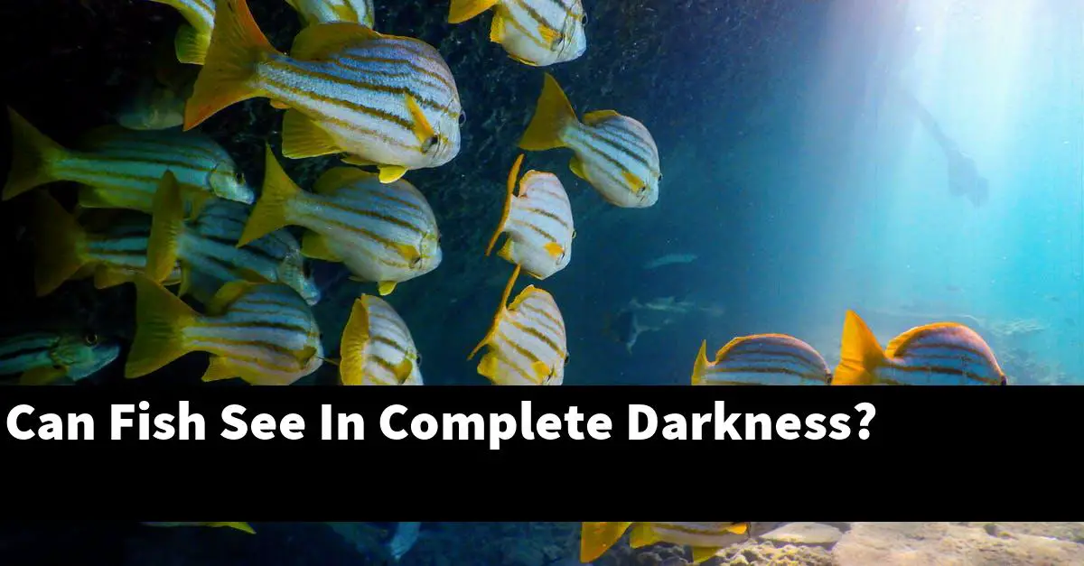 Can Fish See In Complete Darkness?