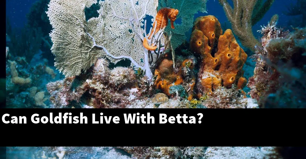 Can Goldfish Live With Betta?