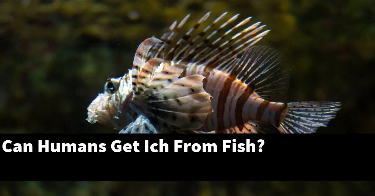 Can Humans Get Ich From Fish?