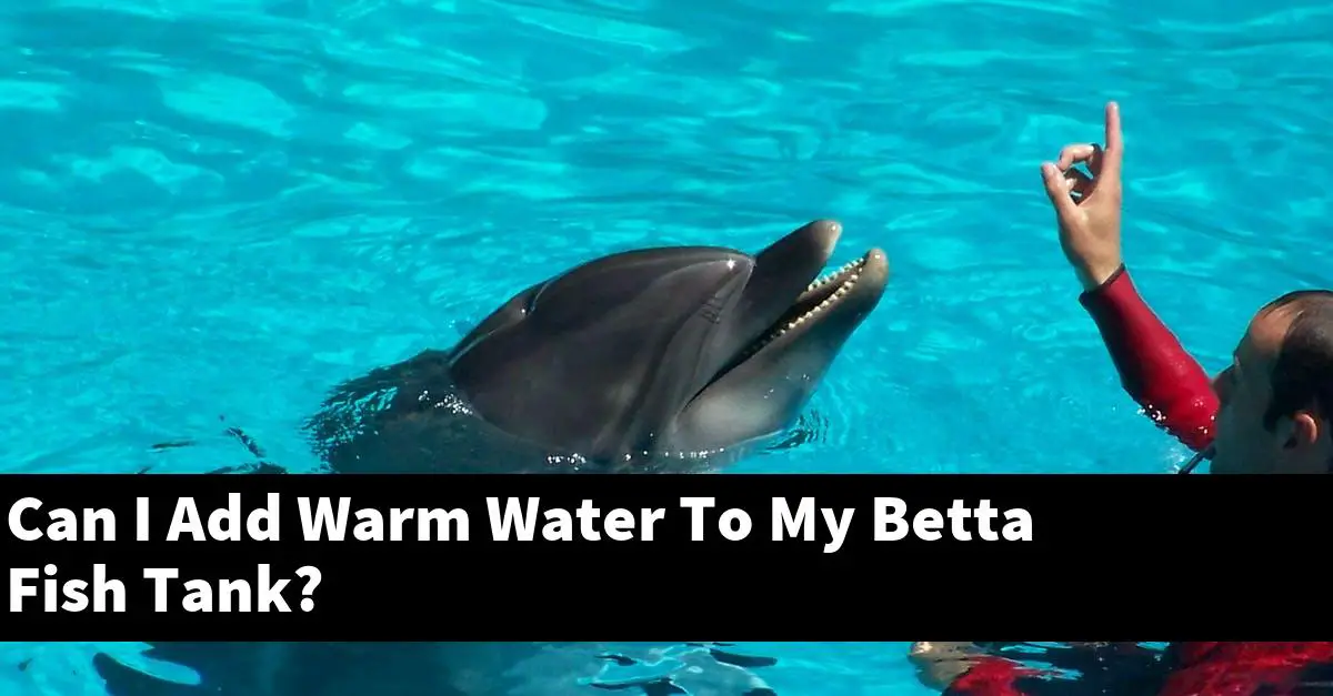 Can I Add Warm Water To My Betta Fish Tank?