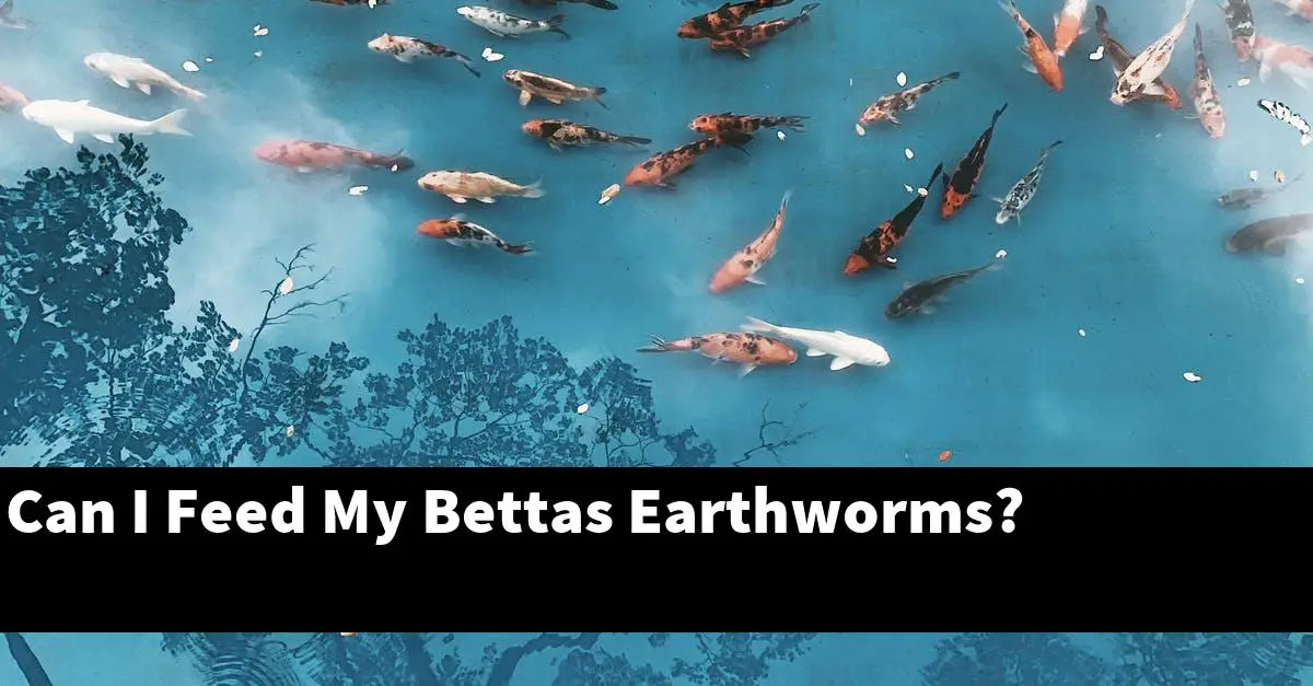 Can I Feed My Bettas Earthworms?
