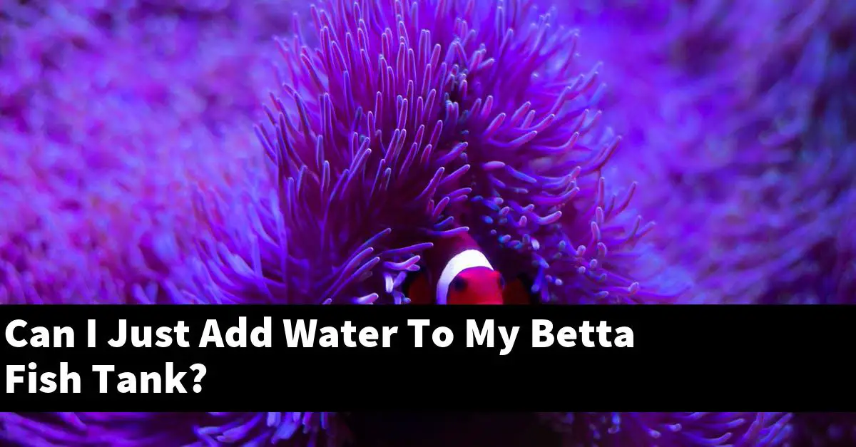 Can I Just Add Water To My Betta Fish Tank?