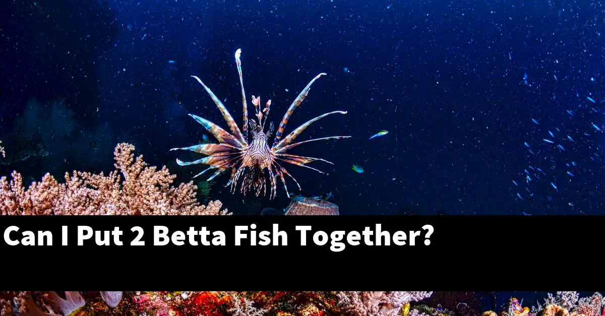 Can I Put 2 Betta Fish Together?