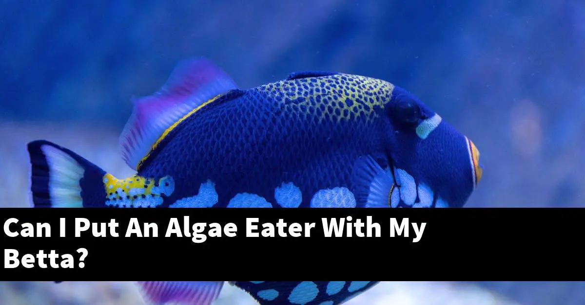 Can I Put An Algae Eater With My Betta?