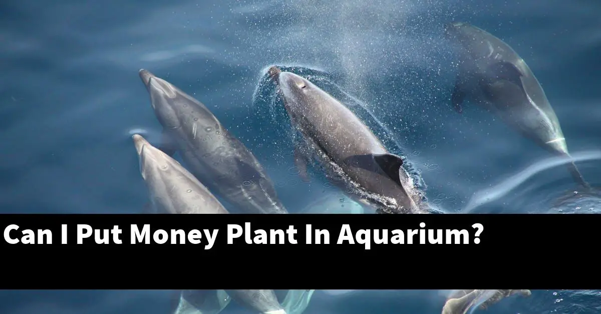 Can I Put Money Plant In Aquarium?