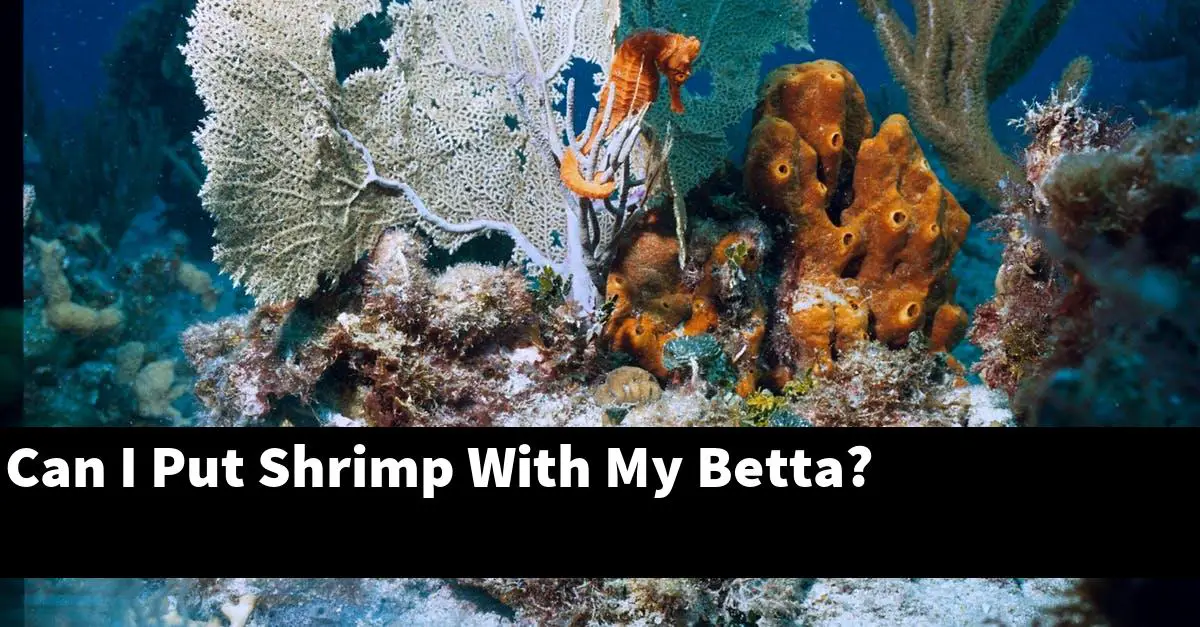 Can I Put Shrimp With My Betta?