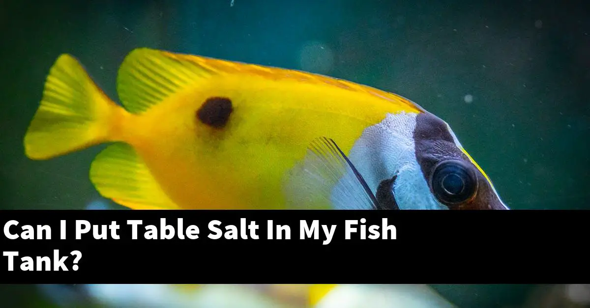 Can I Put Table Salt In My Fish Tank?