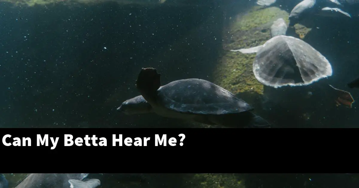 Can My Betta Hear Me?