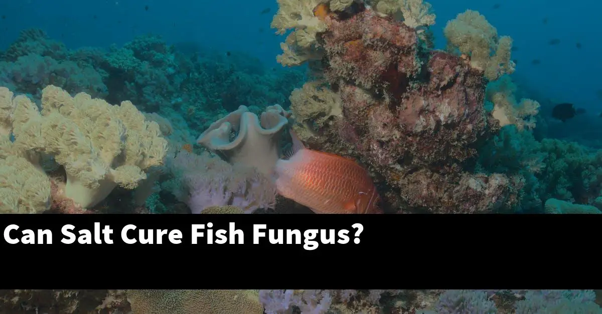 Can Salt Cure Fish Fungus?