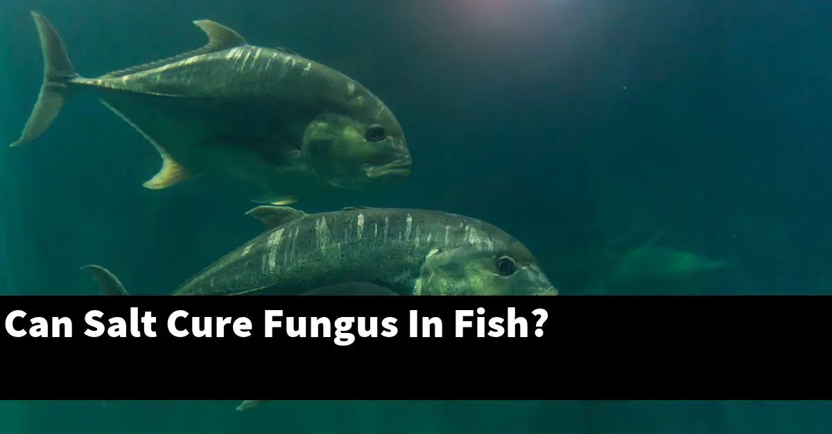 Can Salt Cure Fungus In Fish?
