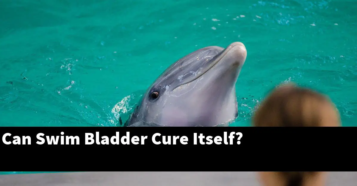 Can Swim Bladder Cure Itself?