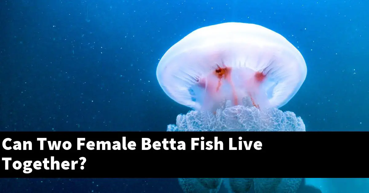 Can Two Female Betta Fish Live Together?
