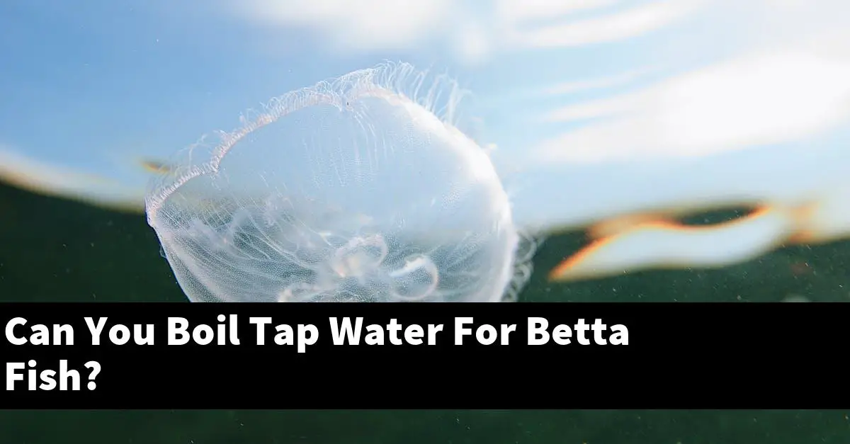 Can You Boil Tap Water For Betta Fish?