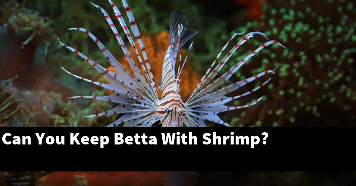 Can You Keep Betta With Shrimp?