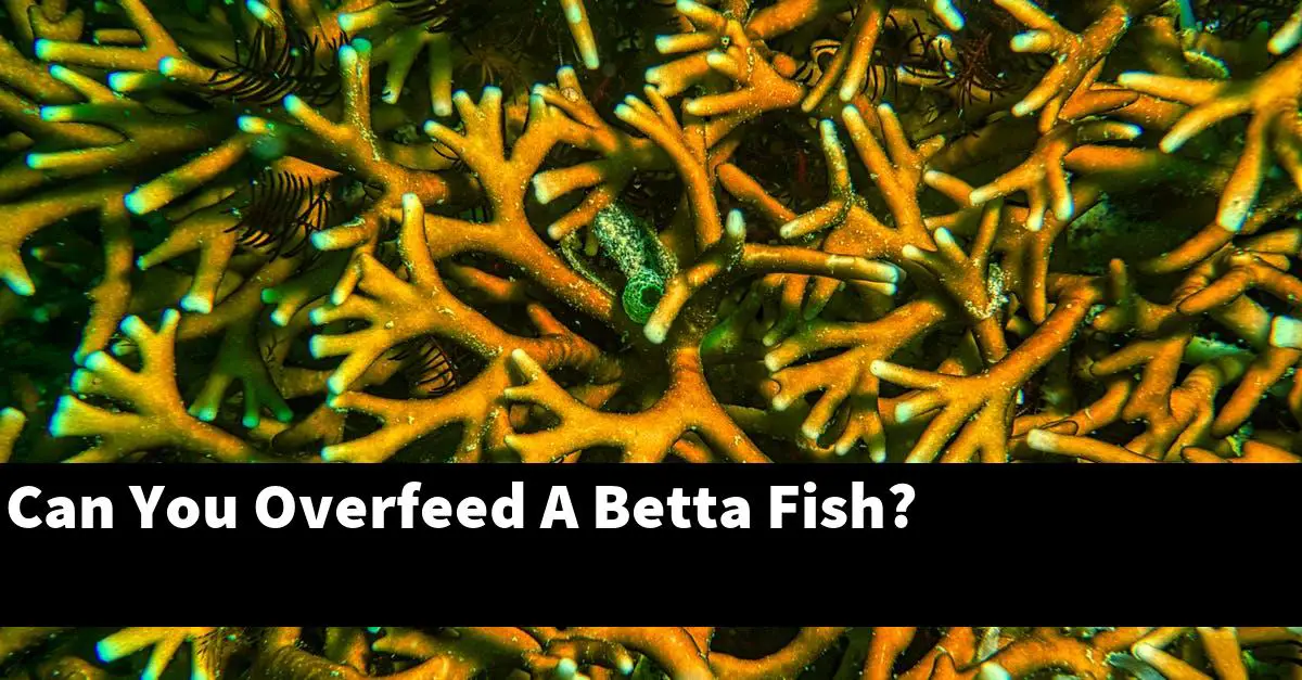 Can You Overfeed A Betta Fish?