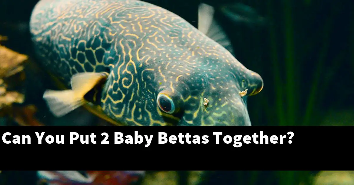 Can You Put 2 Baby Bettas Together?